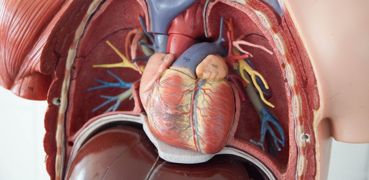 Summary Report: Fall 2020 Cardiovascular Board Meeting