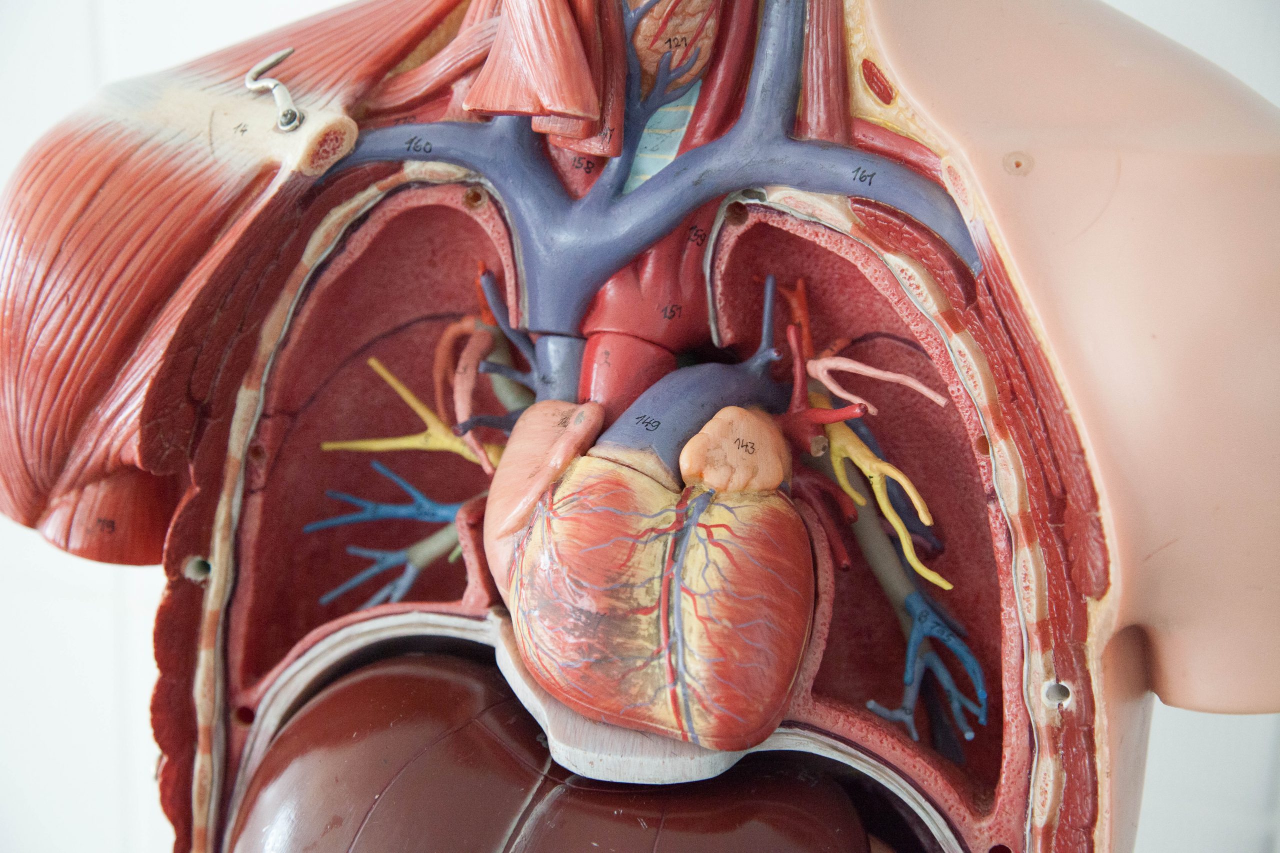 Chest_Anatomy